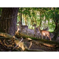 3 Tage Familienabenteuer am Bodensee für Groß & Klein - Parkhotel St. Leonhard in Überlingen Unkategorisiert online kaufen