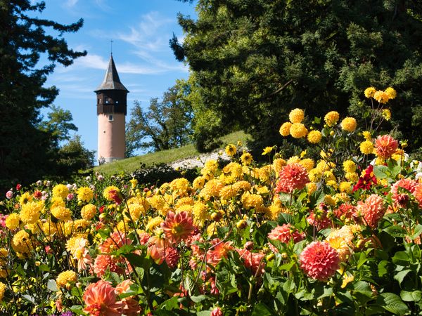 5 Tage Blumige Farbenpracht-Insel Mainau im Bodensee | 6 T. - Légère Express Tuttlingen Unkategorisiert online kaufen