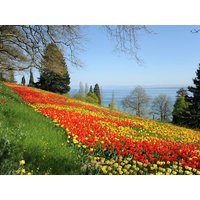 Blütenparadies im Bodensee - Insel Mainau | 6 Tage - LÉGÈRE HOTEL Tuttlingen Unkategorisiert online kaufen Blütenparadies im Bodensee - Insel Mainau | 6 Tage - LÉGÈRE HOTEL Tuttlingen Unkategorisiert online kaufen