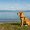 Mit dem Hund an den Bodensee verreisen